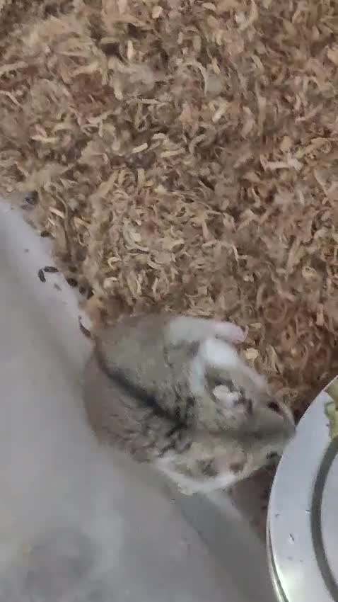 Dwarf Hamster Babies | Adults at a farm in Muzaffarnagar, Uttar Pradesh