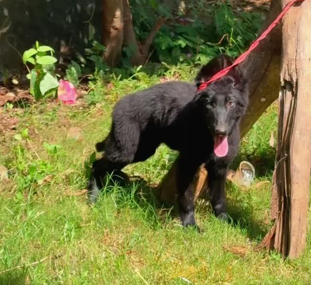 German Shepherd Puppy | Z Black at a farm in Maharashtra