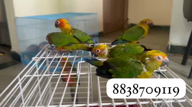 Hyper Red Sun Conure at a farm in Chennai, Tamil Nadu