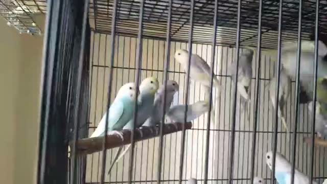 Budgies at a farm in Karnataka