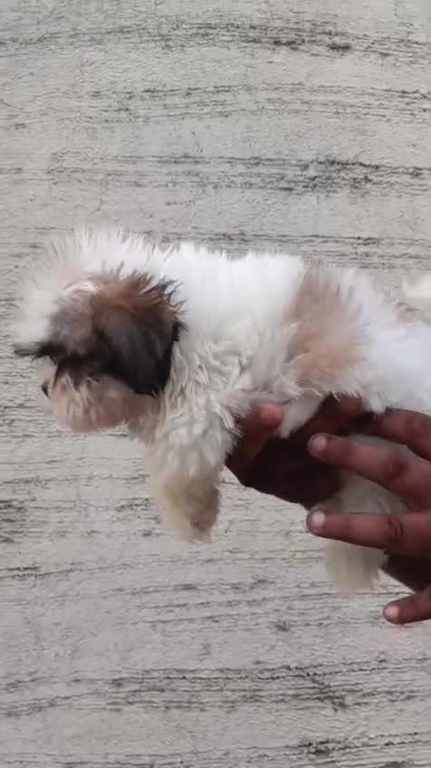Shih Tzu | Black Color at a farm in Pune, Maharashtra