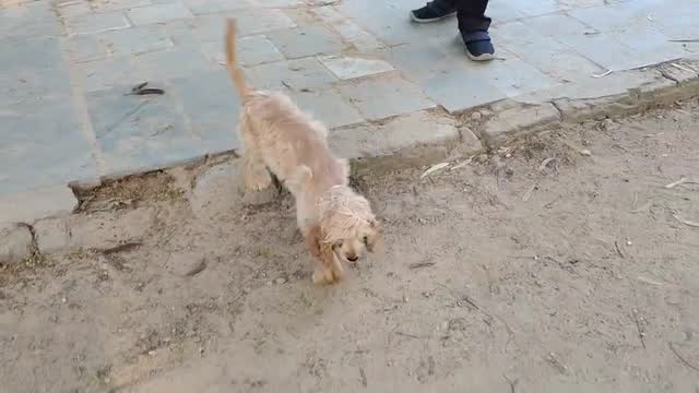 Cavalier King Charles Spaniel Puppy at a farm in Delhi