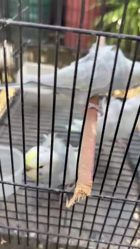 Budgies at a farm in Telangana