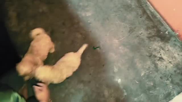 Standard Poodle Puppy at a farm in Delhi