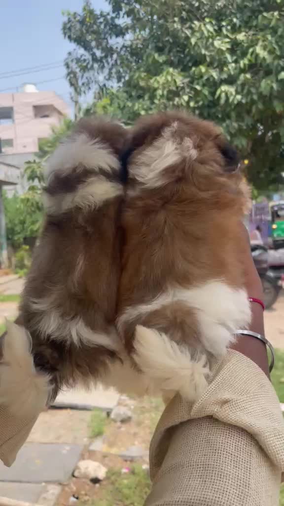 Shih Tzu | Black Color at a farm in Narasaraopet, Andhra Pradesh