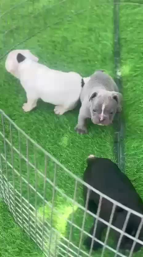 English Bull Dog Puppy at a farm in Ludhiana, Punjab