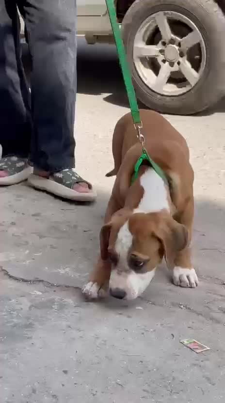 American Bully Pocket Size Puppy at a farm in Ludhiana, Punjab