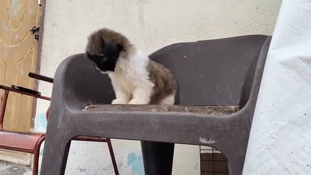 Shih Tzu Puppy Brown & White at a farm in Hyderabad, Telangana