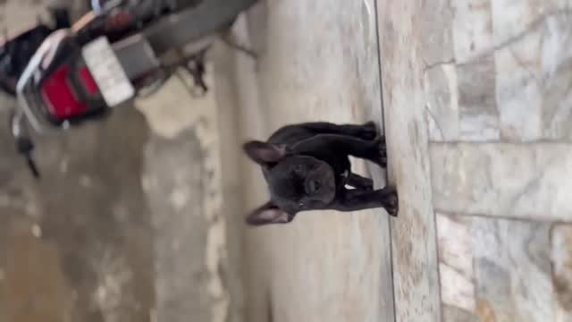 French Bulldog Puppy | Blue at a farm in Punjab