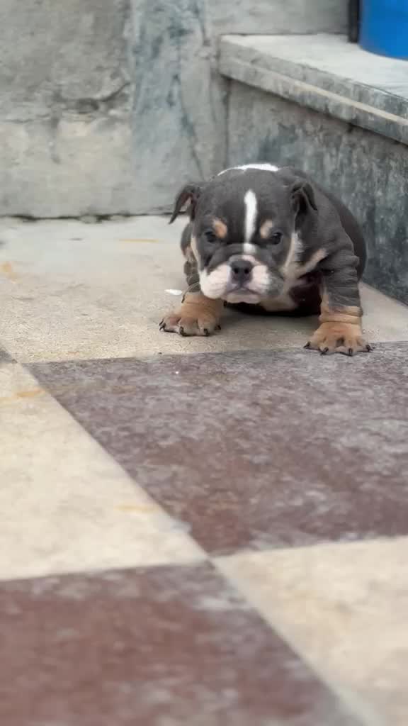 American Bull Dog | Pocket Size at a farm in Punjab