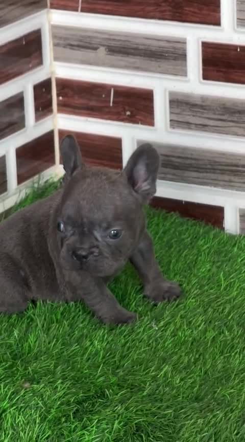 French Bulldog Puppy | Blue at a farm in Punjab