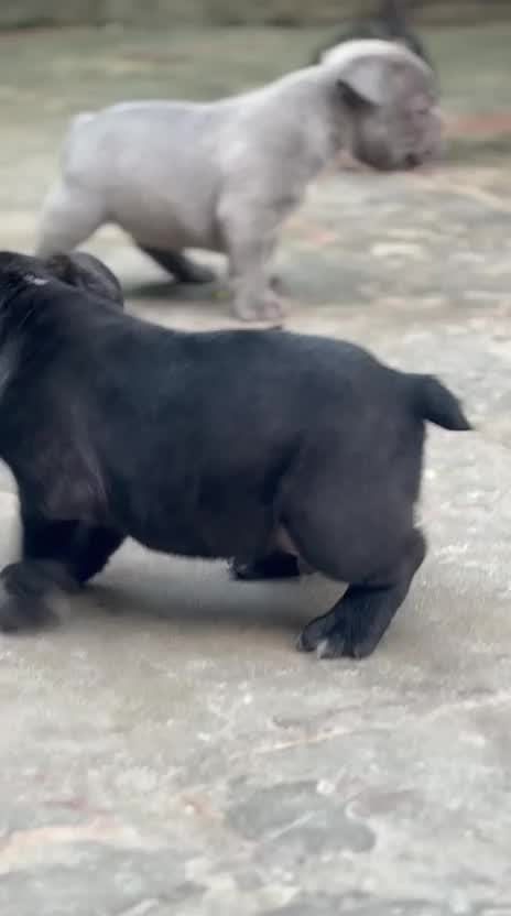French Bulldog Puppy | Blue at a farm in Punjab