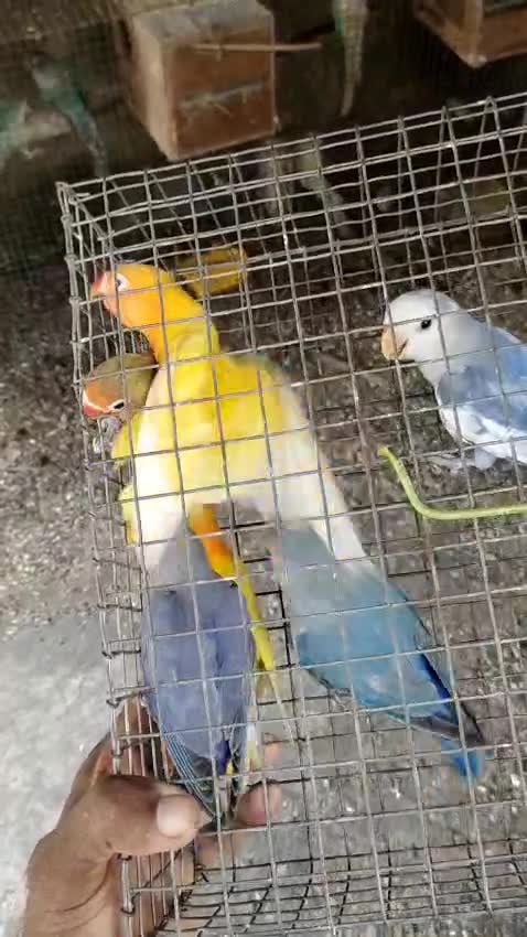 African Love Birds | Yellow & Orange at a farm in India