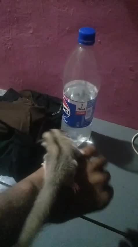 Sugar Glider | White (Lucy) at a farm in Kerala