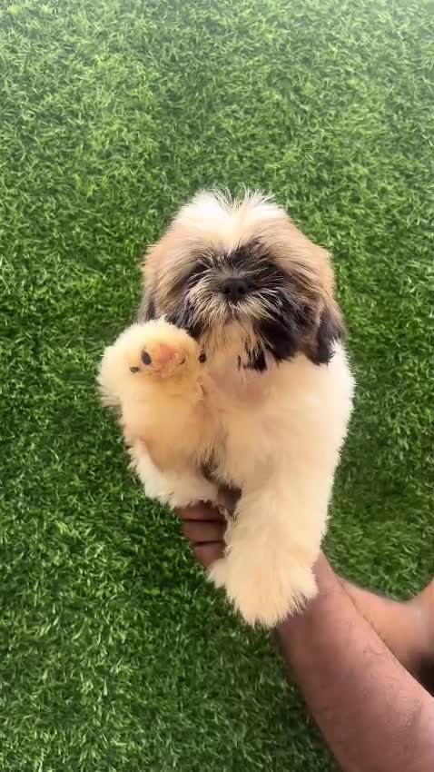 Shih Tzu Puppy Brown & Black at a farm in Pune, Maharashtra