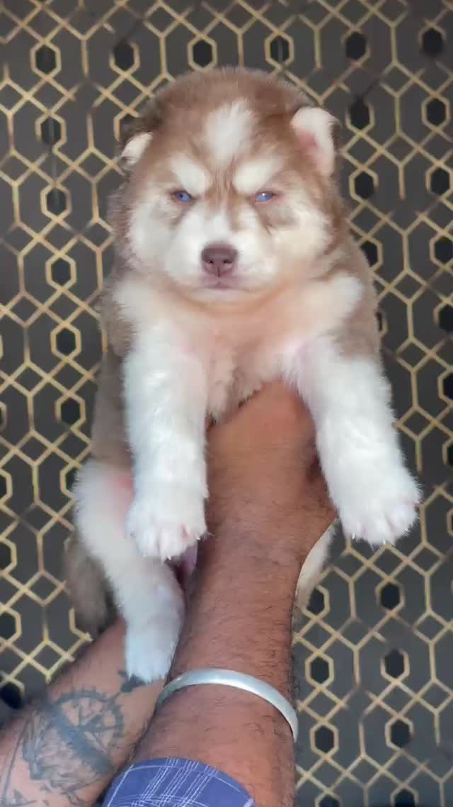 Siberian Husky Puppy | White Color at a farm in Ludhiana, Punjab