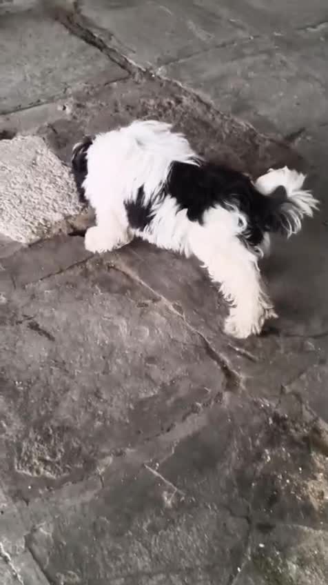 Shih Tzu | Black Color at a farm in Sircilla, Telangana