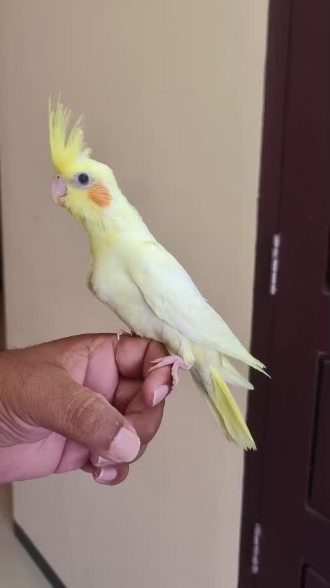 Cockatiel | Grey at a farm in India