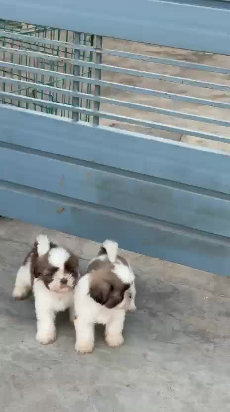 Shih Tzu Puppy Brown & White at a farm in Khanna, Punjab