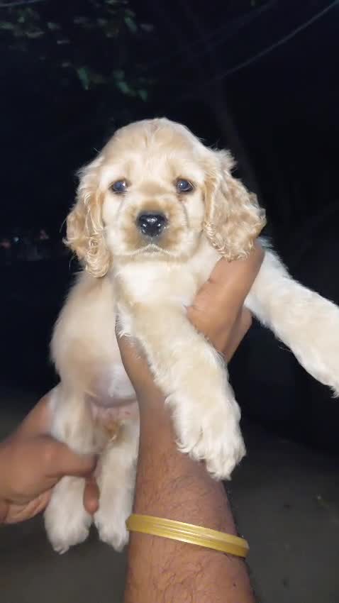 Cocker Spaniel Puppy | Chocolate Brown Color at a farm in Delhi