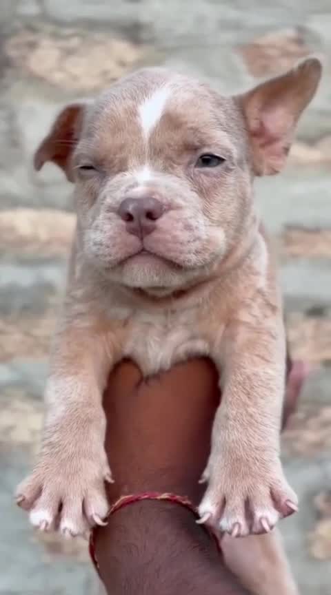 American Bully Pocket Size Puppy at a farm in Punjab