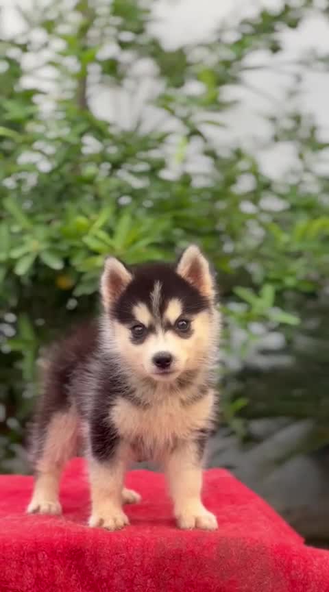 Siberian Husky Puppy | White Color at a farm in Punjab