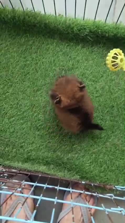 Pomeranian Puppy | Black Color at a farm in Punjab