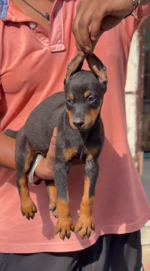 Doberman Pinscher Puppy at a farm in Punjab