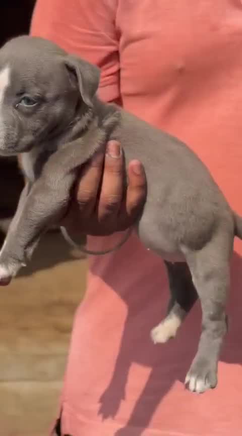 American Bully Pocket Size Puppy at a farm in Punjab