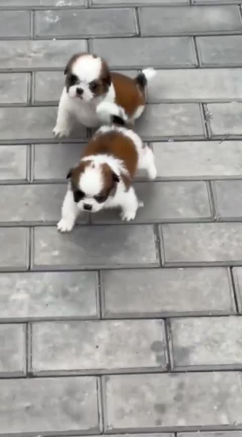 Shih Tzu Puppy Brown & White at a farm in Punjab