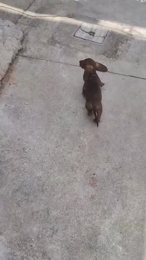 Dachshund Puppy at a farm in Hyderabad, Telangana