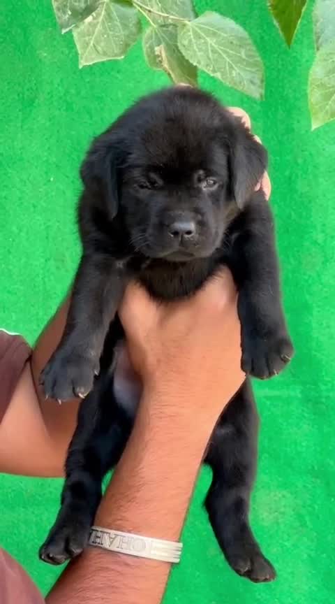 Dachshund Puppy at a farm in Punjab