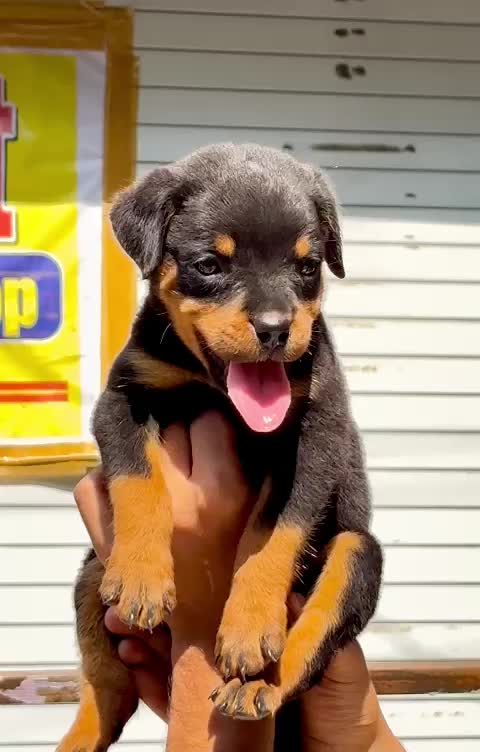 Rottweiler Puppy at a farm in Indore, Madhya Pradesh