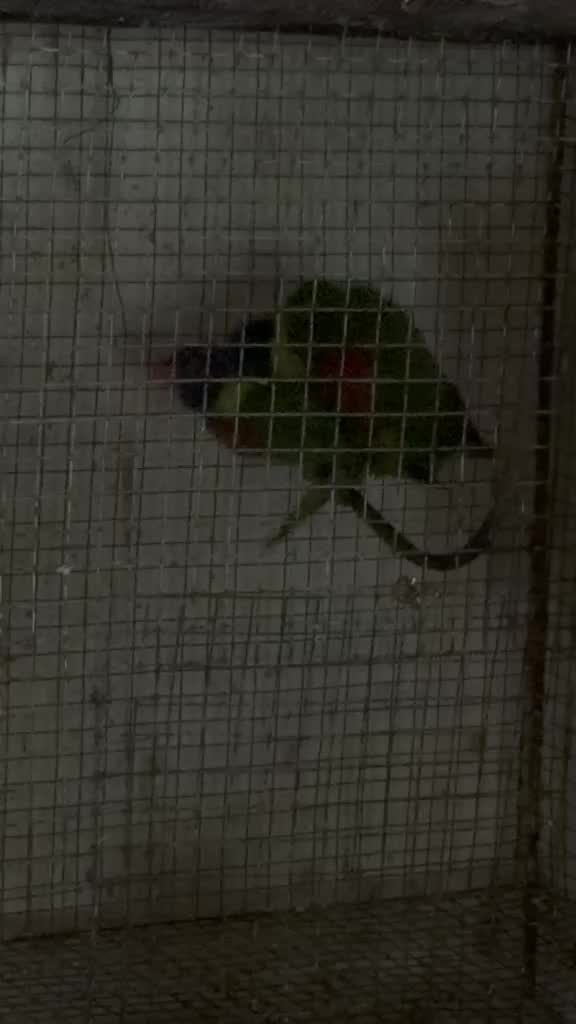 Dusky Lorikeet at a farm in Nanded, Maharashtra