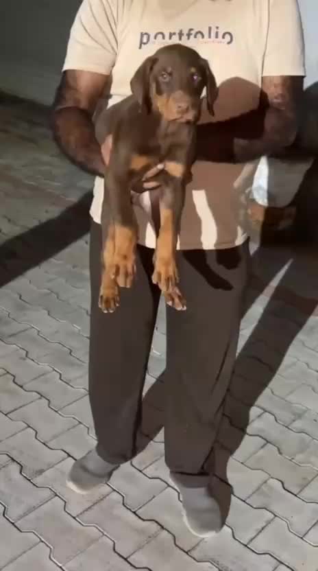 European Doberman Puppy at a farm in Patiala, Punjab