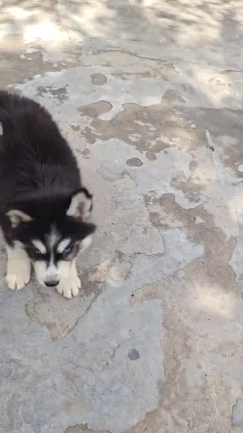 Siberian Husky Puppy | Black & White Color at a farm in Karnal, Haryana