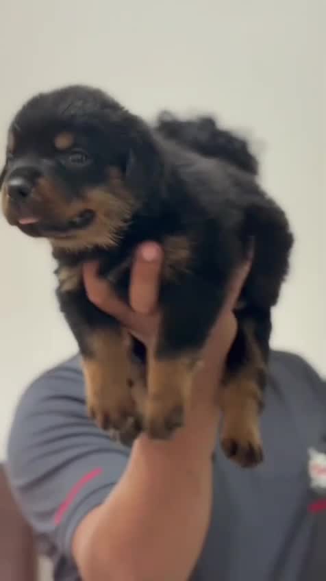 Rottweiler Puppy at a farm in Alappuzha, Kerala