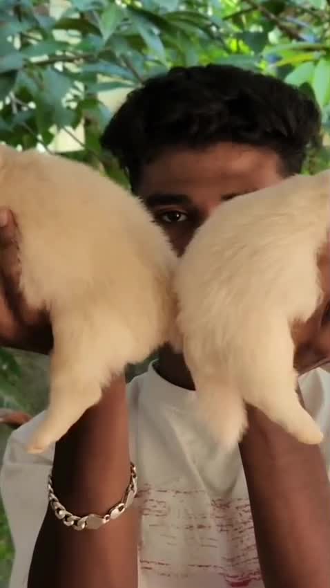 Culture Pom Puppy at a farm in Alappuzha, Kerala