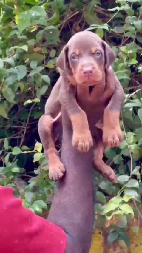 Doberman Pinscher Puppy at a farm in Alappuzha, Kerala