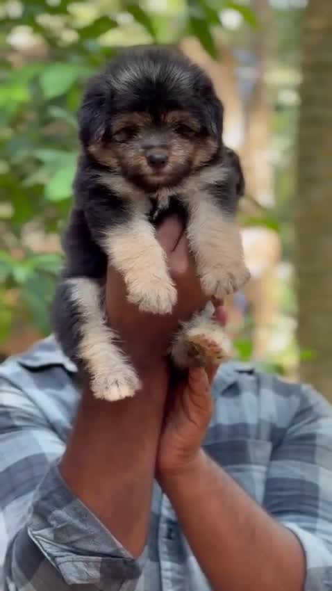 Lhasa Apso Puppies at a farm in Alappuzha, Kerala