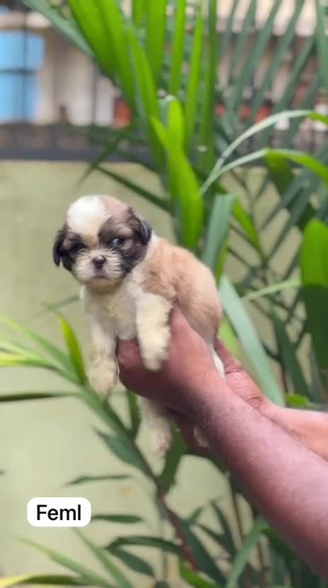 Shih Tzu Puppy Brown & White at a farm in Alappuzha, Kerala
