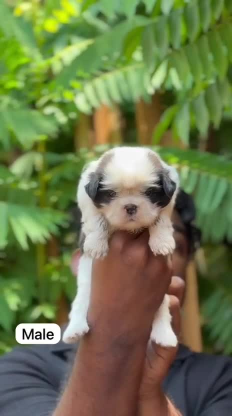 Shih Tzu Puppy Brown & White at a farm in Alappuzha, Kerala