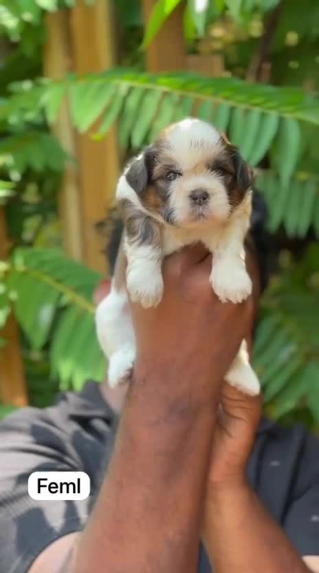 Shih Tzu Puppy Brown & White at a farm in Alappuzha, Kerala