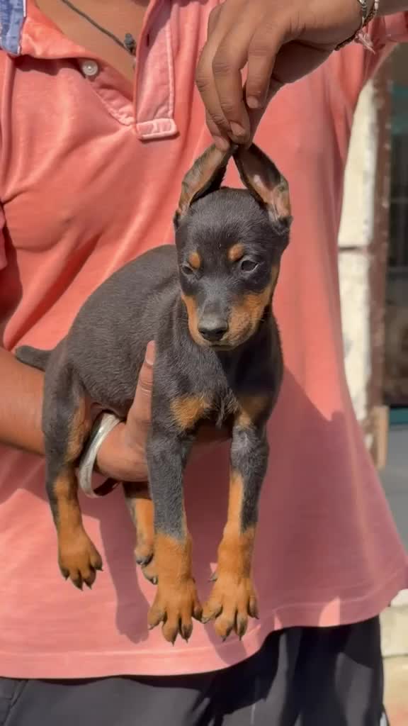 Dachshund Puppy at a farm in Ludhiana, Punjab