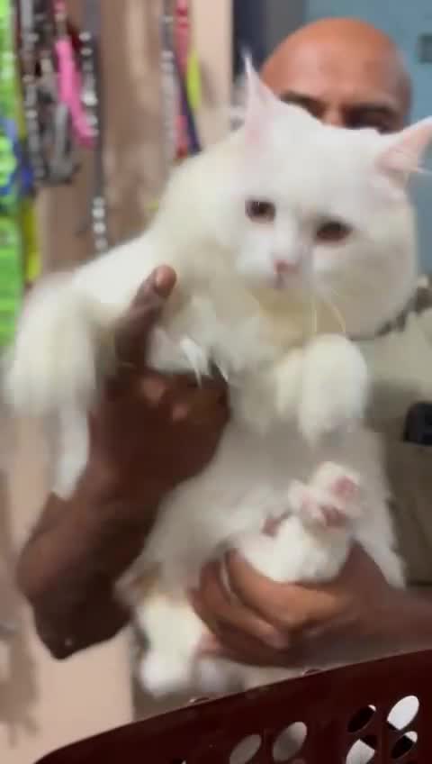 Doll Face Persian Kitten at a farm in Rajapalayam, Tamil Nadu