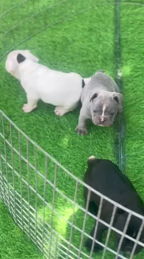 French Bulldog Puppy | White at a farm in Ludhiana, Punjab