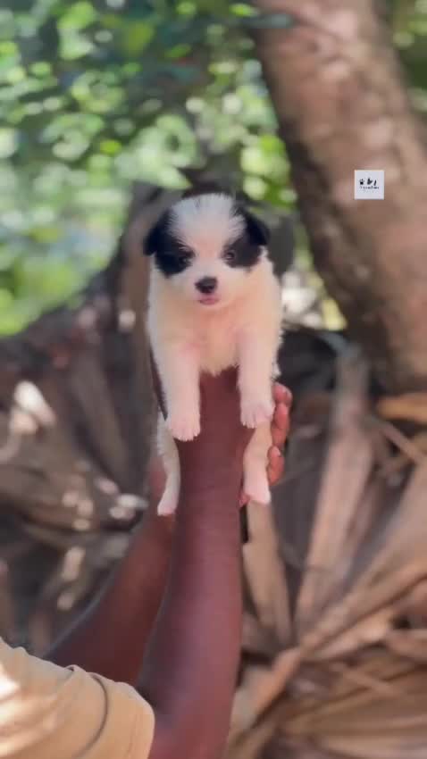 Pomeranian Puppy at a farm in Alappuzha, Kerala