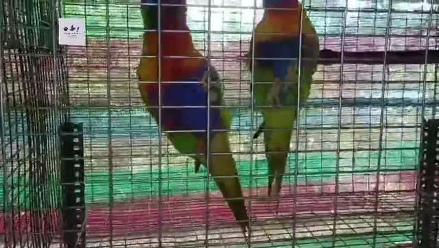 Chattering Lorikeet at a farm in Alappuzha, Kerala