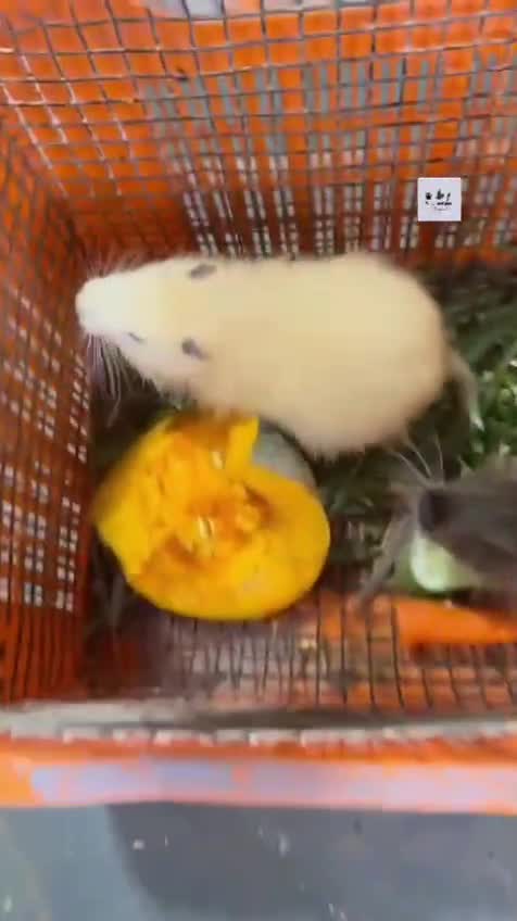 Coypu Rat, farm video