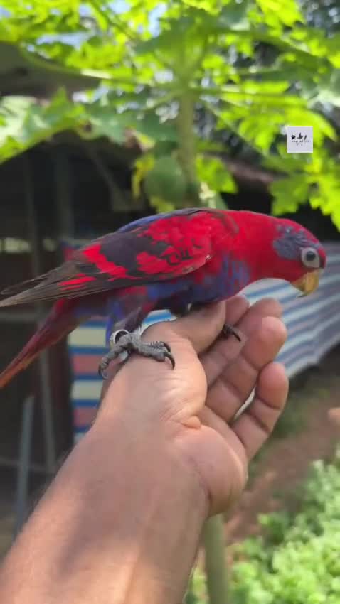 Chattering Lorikeet at a farm in Alappuzha, Kerala